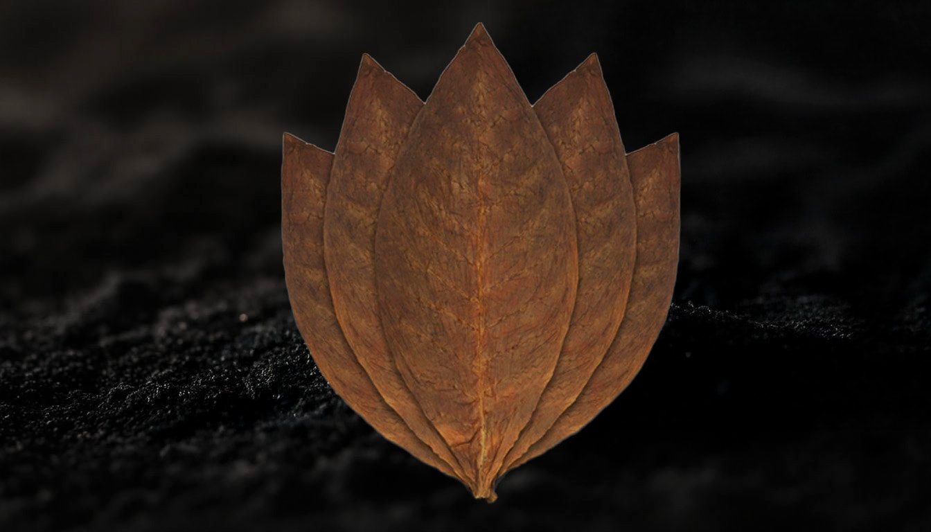 Close-up of a San Andrés wrapper leaf used in cigars.