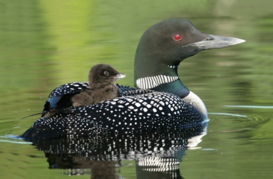 Maine Loon and Loonlet