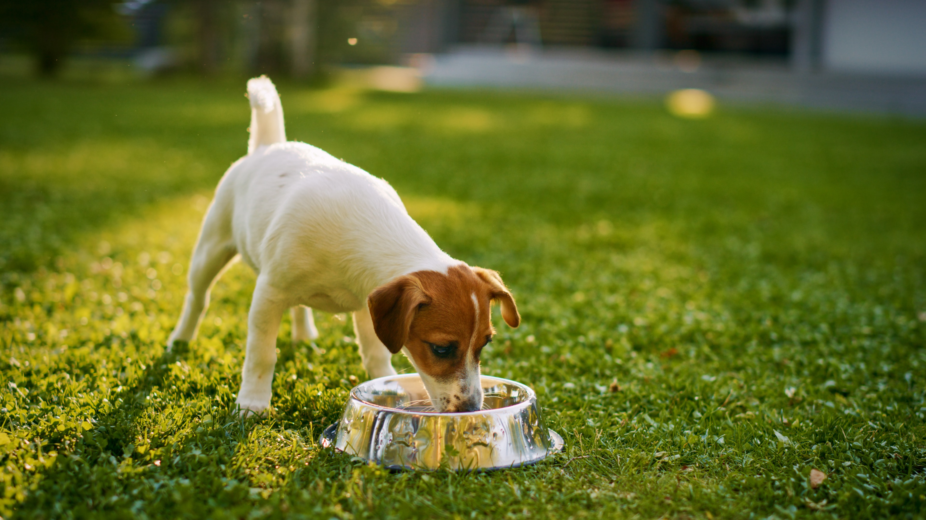 A small Smooth Fox Terrier eating a healthy meal