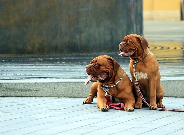 barbara de bordeaux, dogue de bordeaux, dog