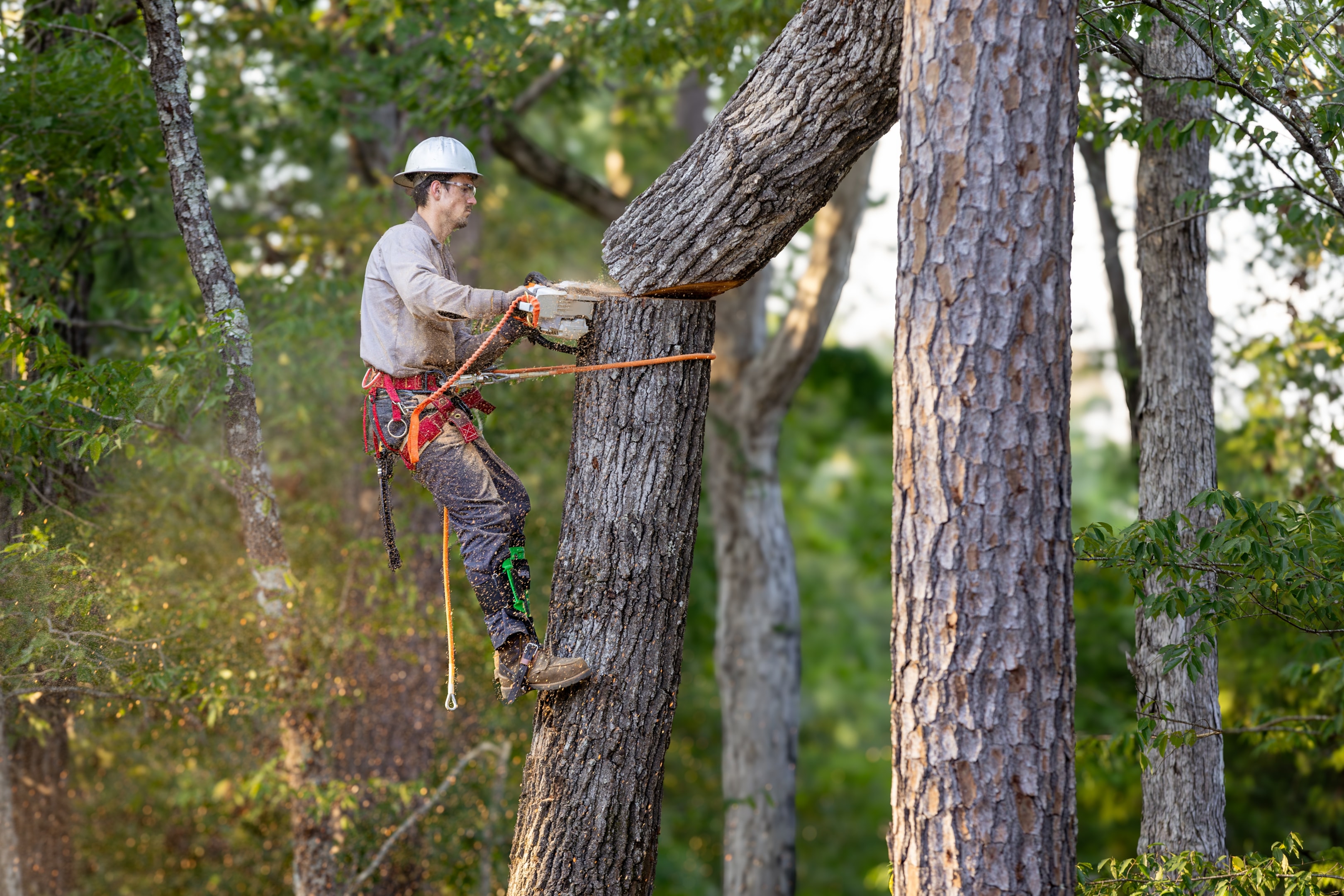 Tree arborist using chainsaw to cut tree down, while wearing safety gear.