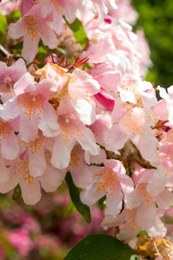 Kolkwitzia (Beauty Bush)