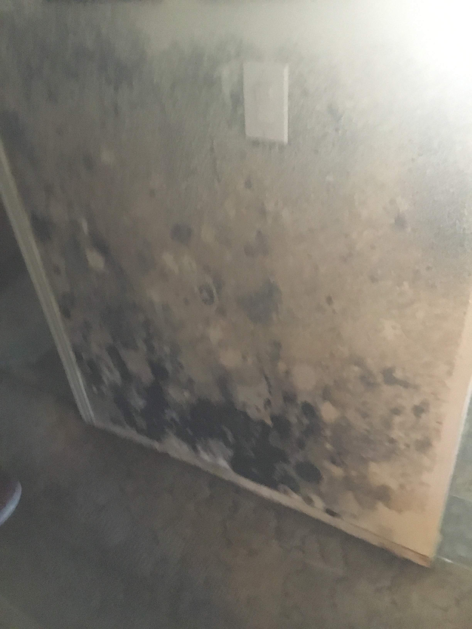 A picture of a mold remediation process in progress