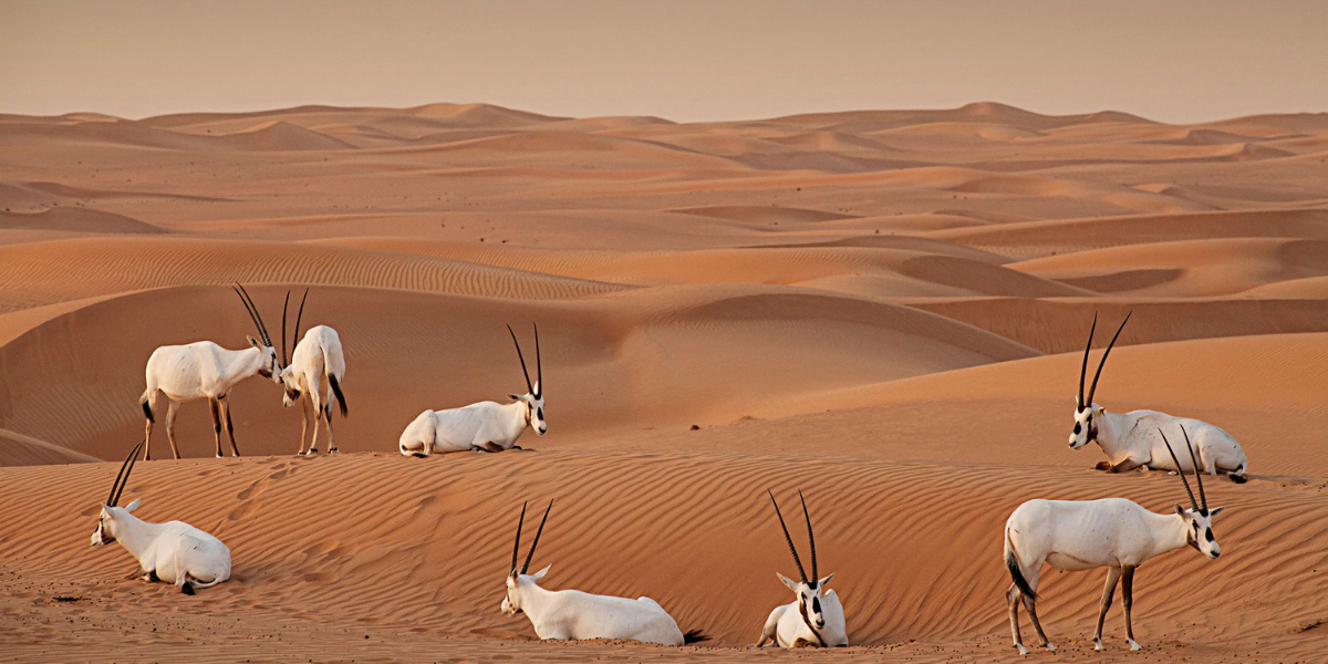 Dubai Desert Conservation Reserve