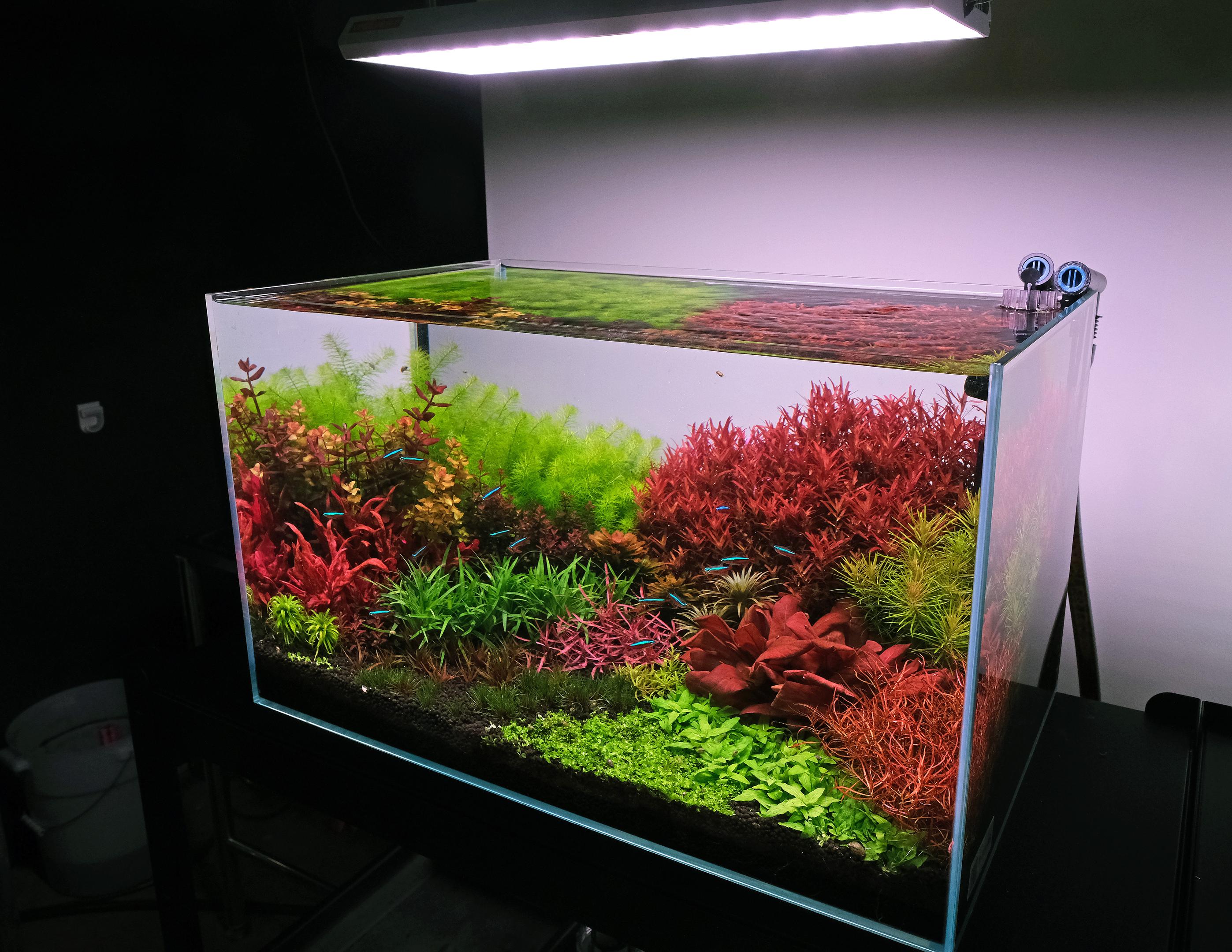 Top -Side view of 60cm (2-foot) colorful planted aquarium, lit by Chihiros vivid 2