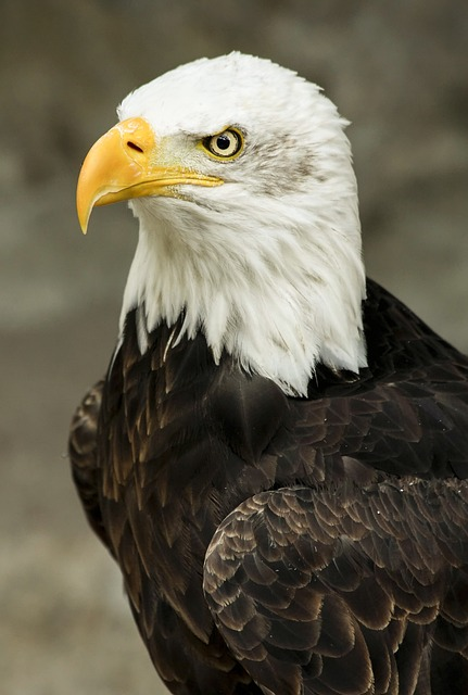 bald eagle, bird, predator