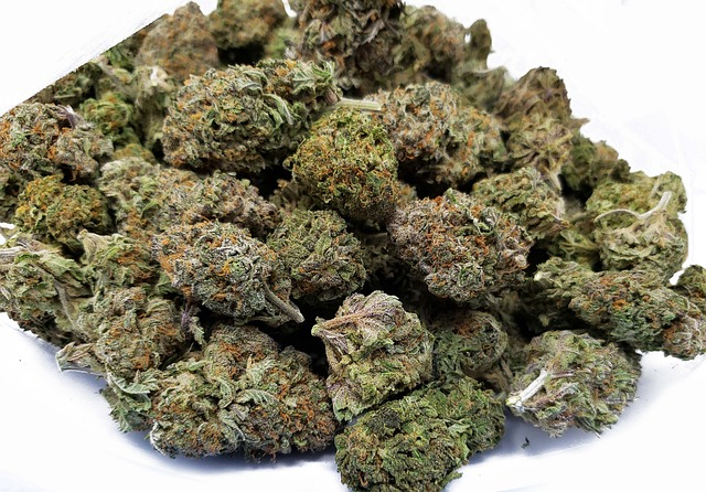 black nuken, bc's most infamous cannabis strain, buy weed canada
