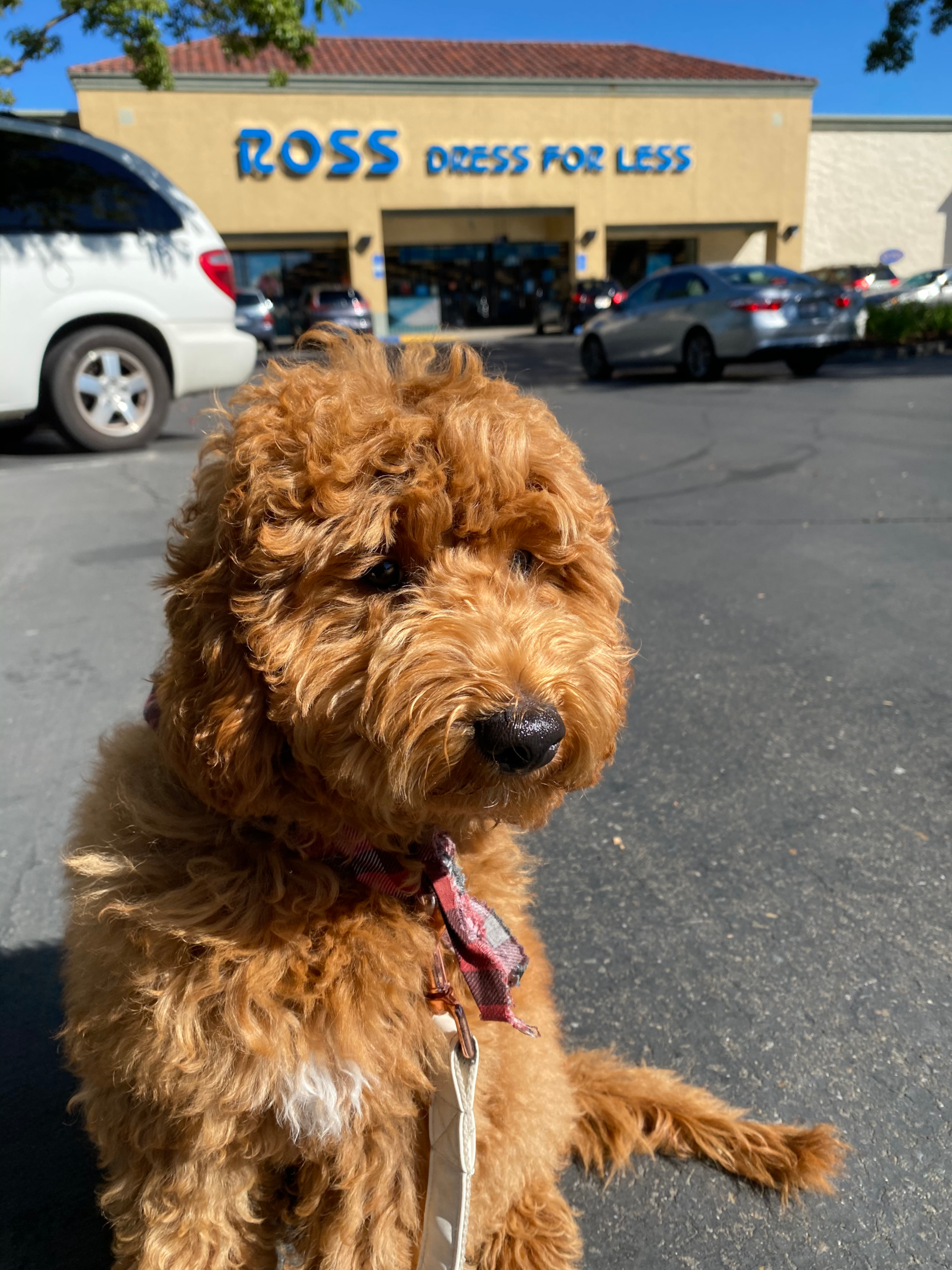 Image of a dog in front of a Ross store, where they have a great pet section!