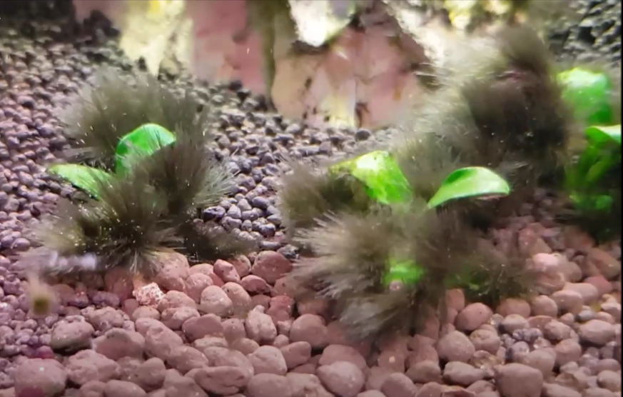Black beard algae are more stubborn and need more aggresive treatment
