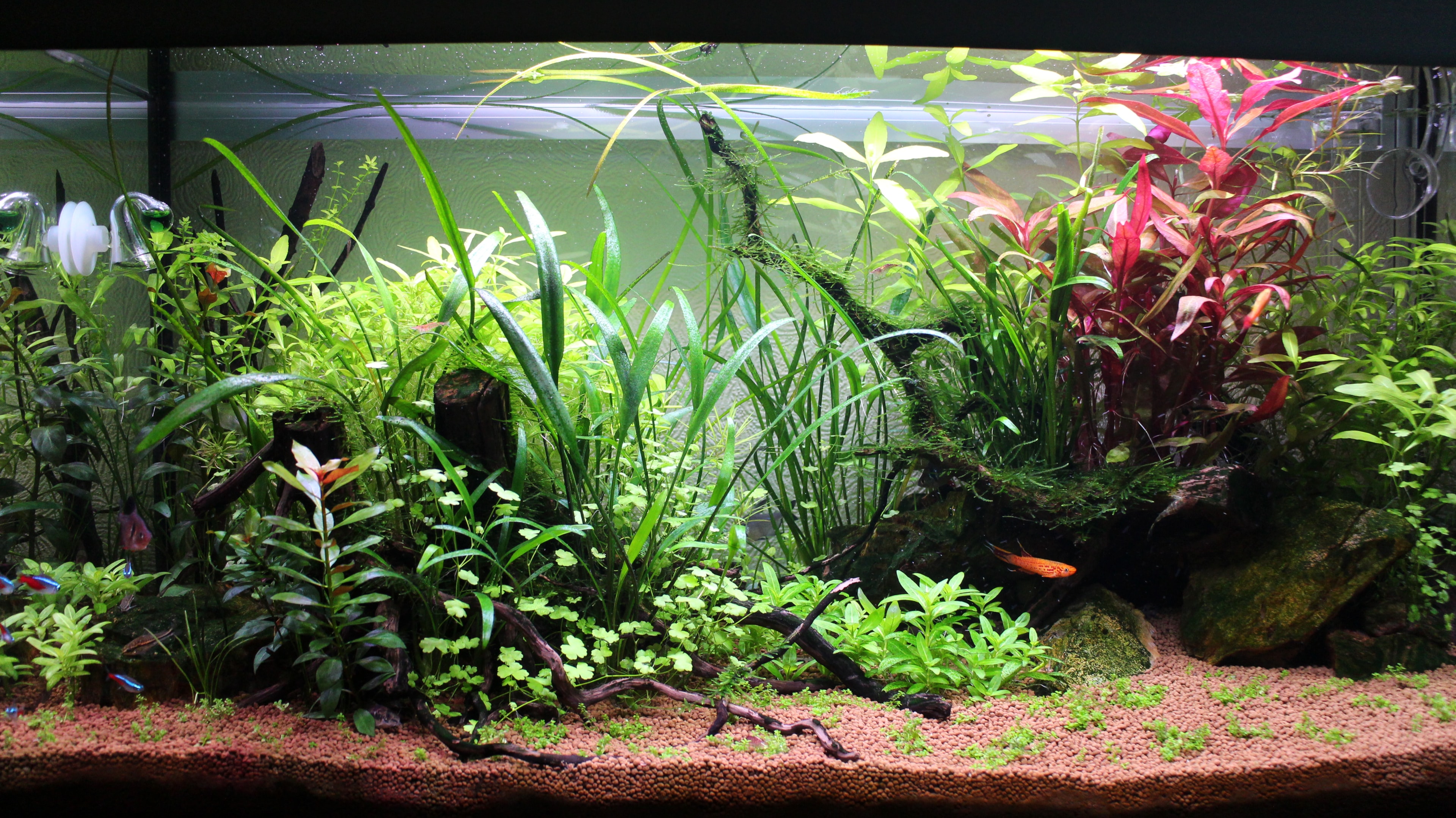 Clean aquarium is essential