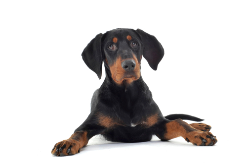 An alert Transylvanian Hound on a white background