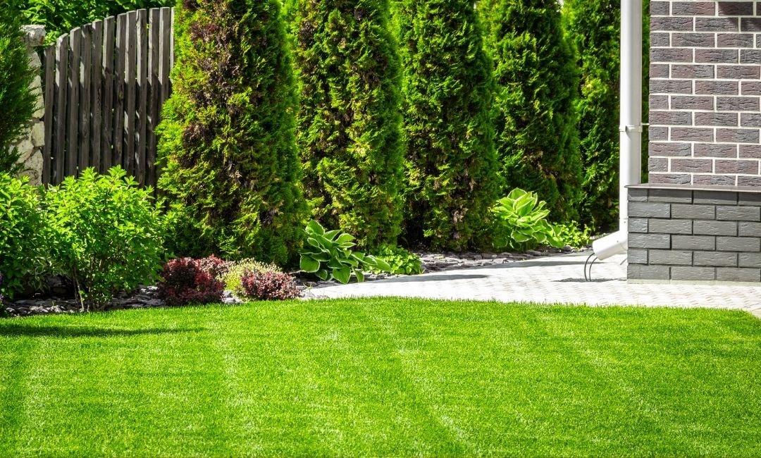 cool season grasses