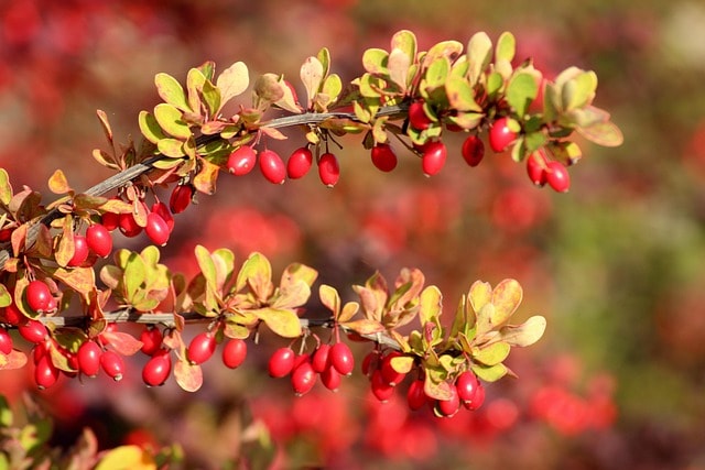 barberry, red fruit, autumn, red, nature, bush, berries, hedge, vegetation, barberry, barberry, barberry, barberry, barberry