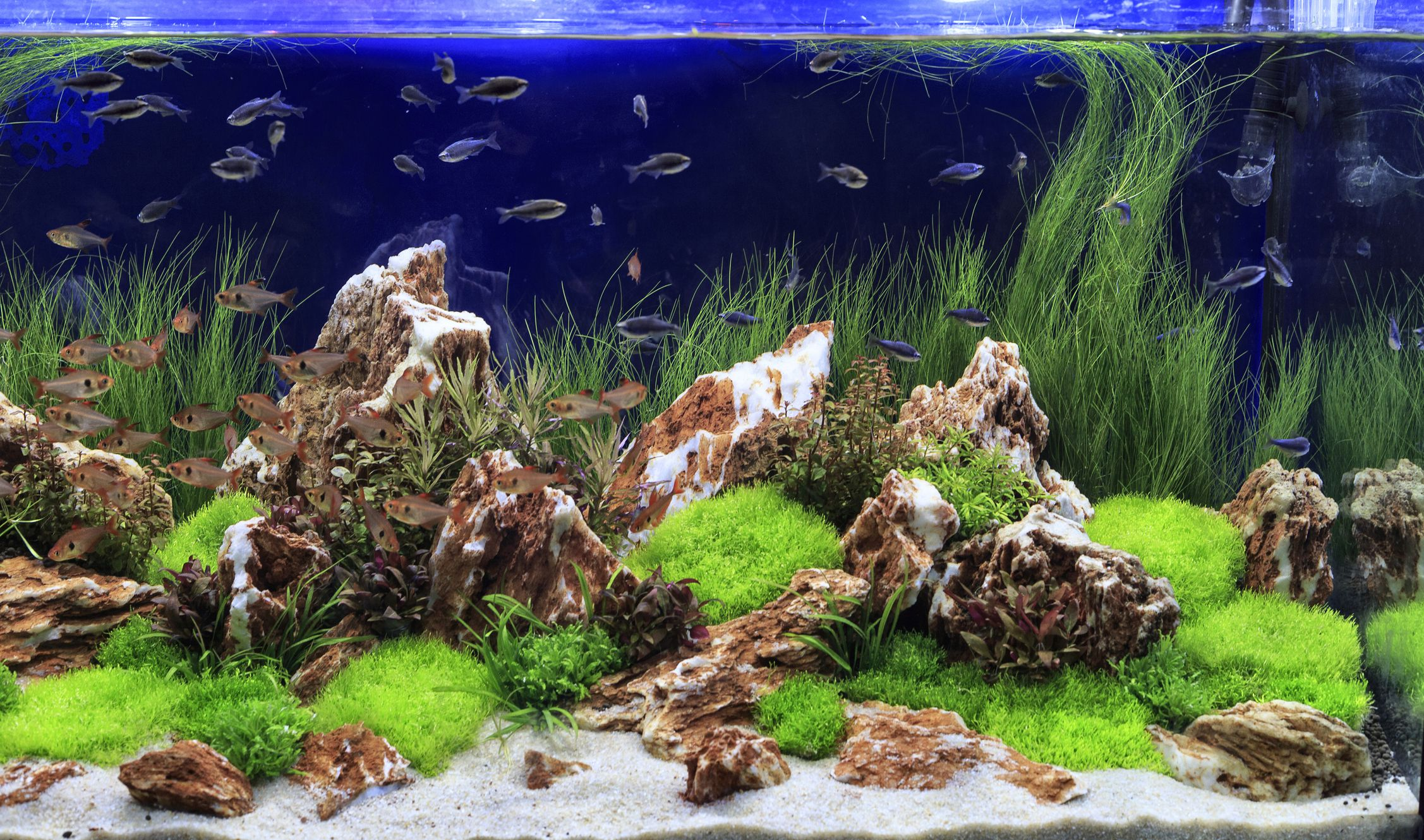 aquarium water live plants plant leaves whole space