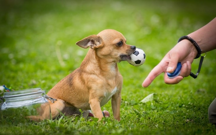 Chihuahua training, dog