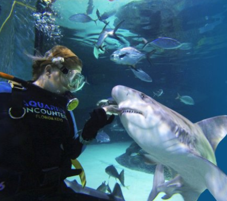 Florida Keys Aquarium Encounters - My Essential List of Aquariums in Florida