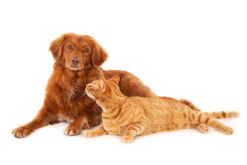 Interesting Differences Between Dogs and Cats