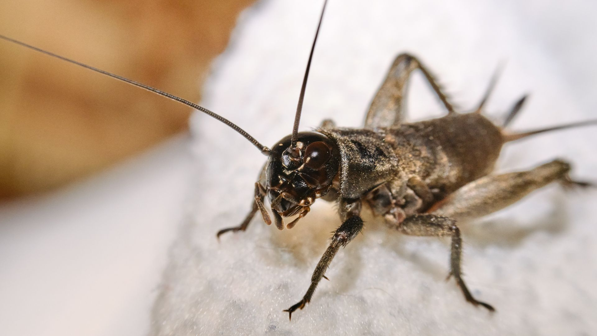 cricket flour, dog food, cricket protein, sustainable food source, eating crickets, gut bacteria diversity, novel protein source, gut health