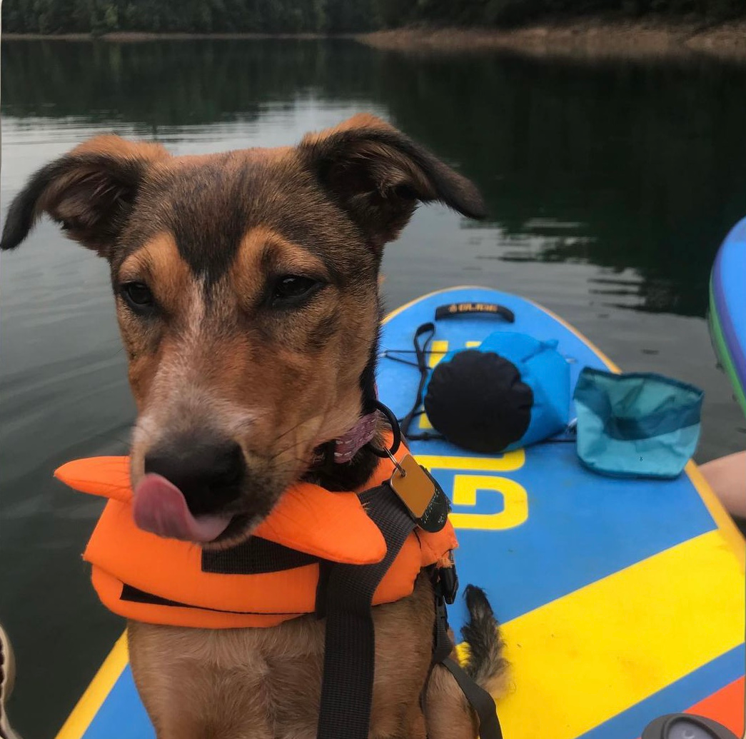dog wearing a dog life jacket