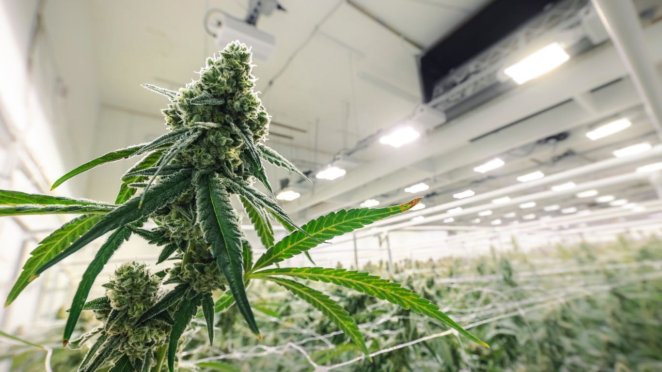 when to harvest cannabis - plant matures