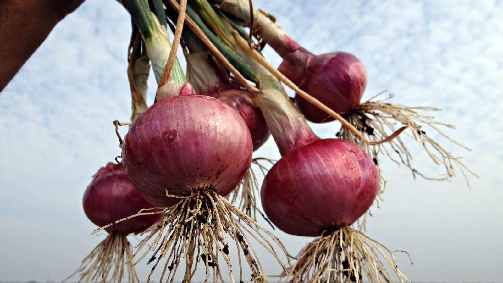 Bunch of red onions with roots held against the sky