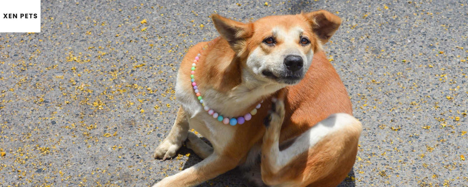 Dog with irritated skin