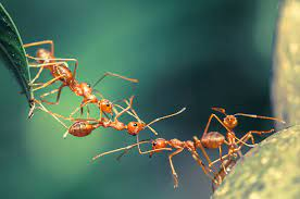Free ant Photos & Pictures | FreeImages