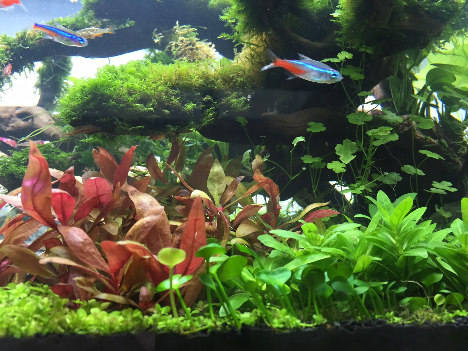 Watching fish swim through the water has a calming effect