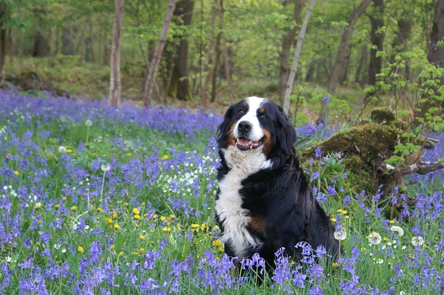 dog, bernese mountain dog, forest