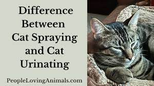 What's the Difference Between Cat Spraying and Cat Urinating? - YouTube