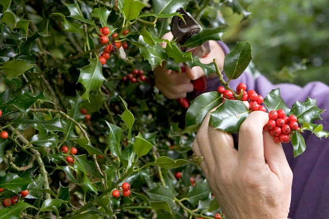 Holly bushes with red berries