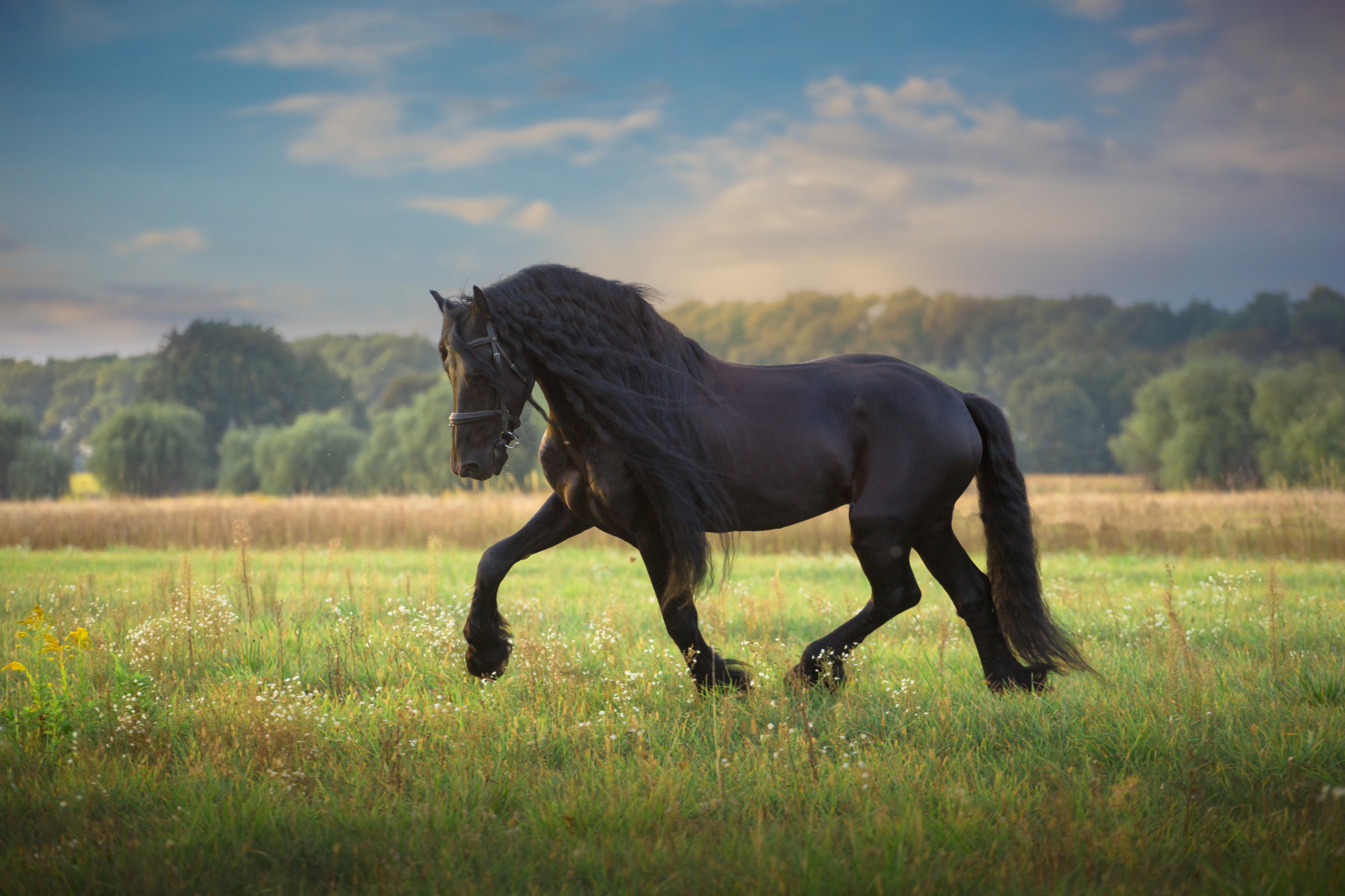 Конь мой вороной. Лошадь в поле. Черный конь. Кони на природе. Лошади бегут по полю.