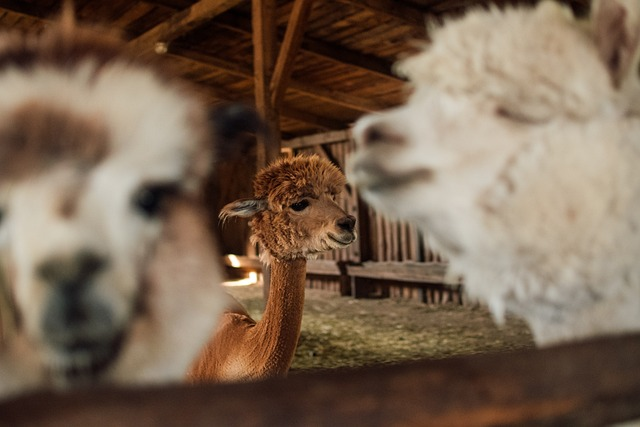 alpaca, agritourism, wool