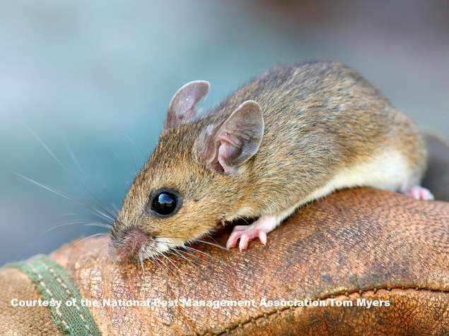 An close-up image of a deer mouse crawling on a brown leather glove.