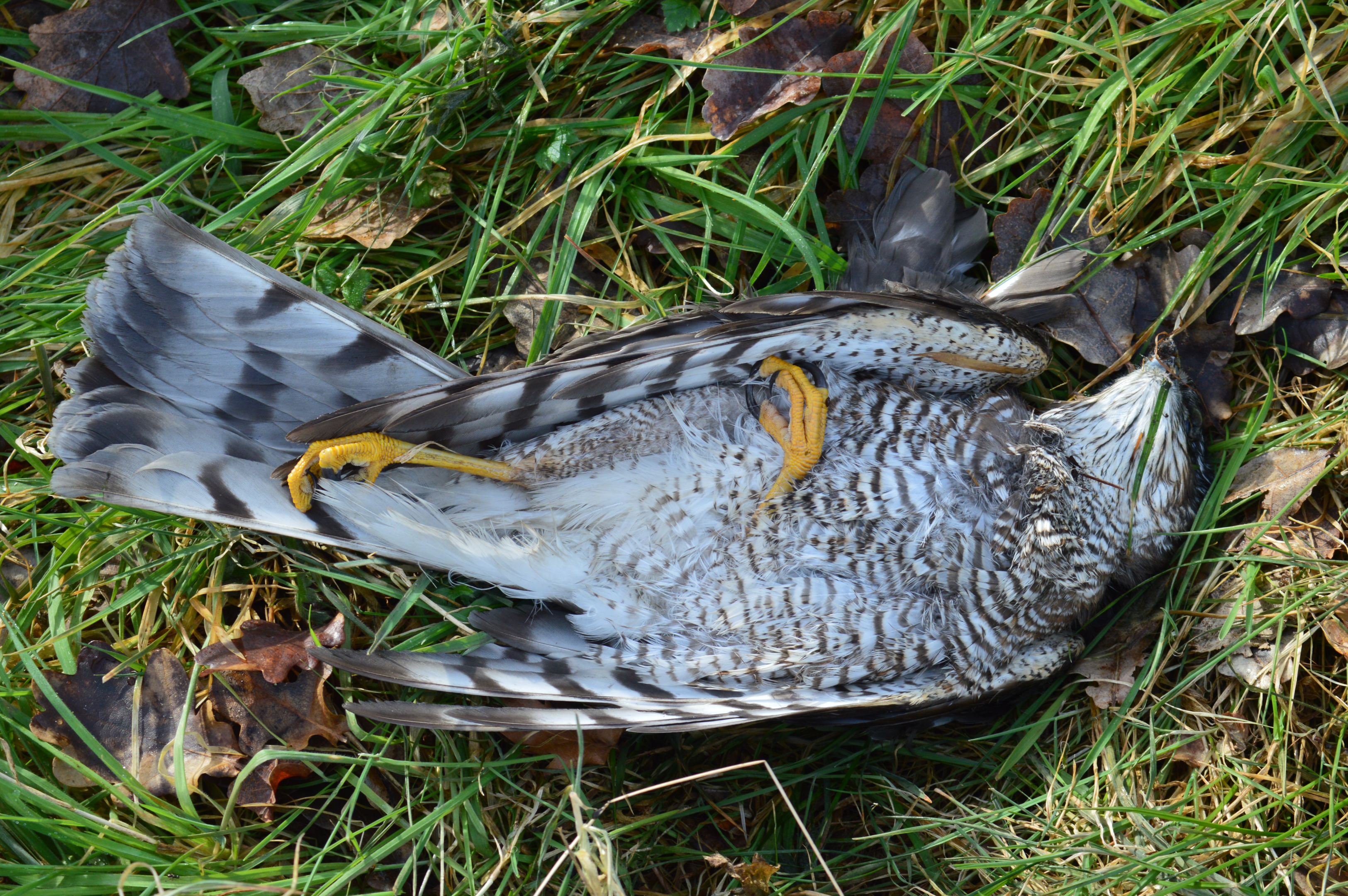 Factors To Consider Before Preserving a Dead Bird