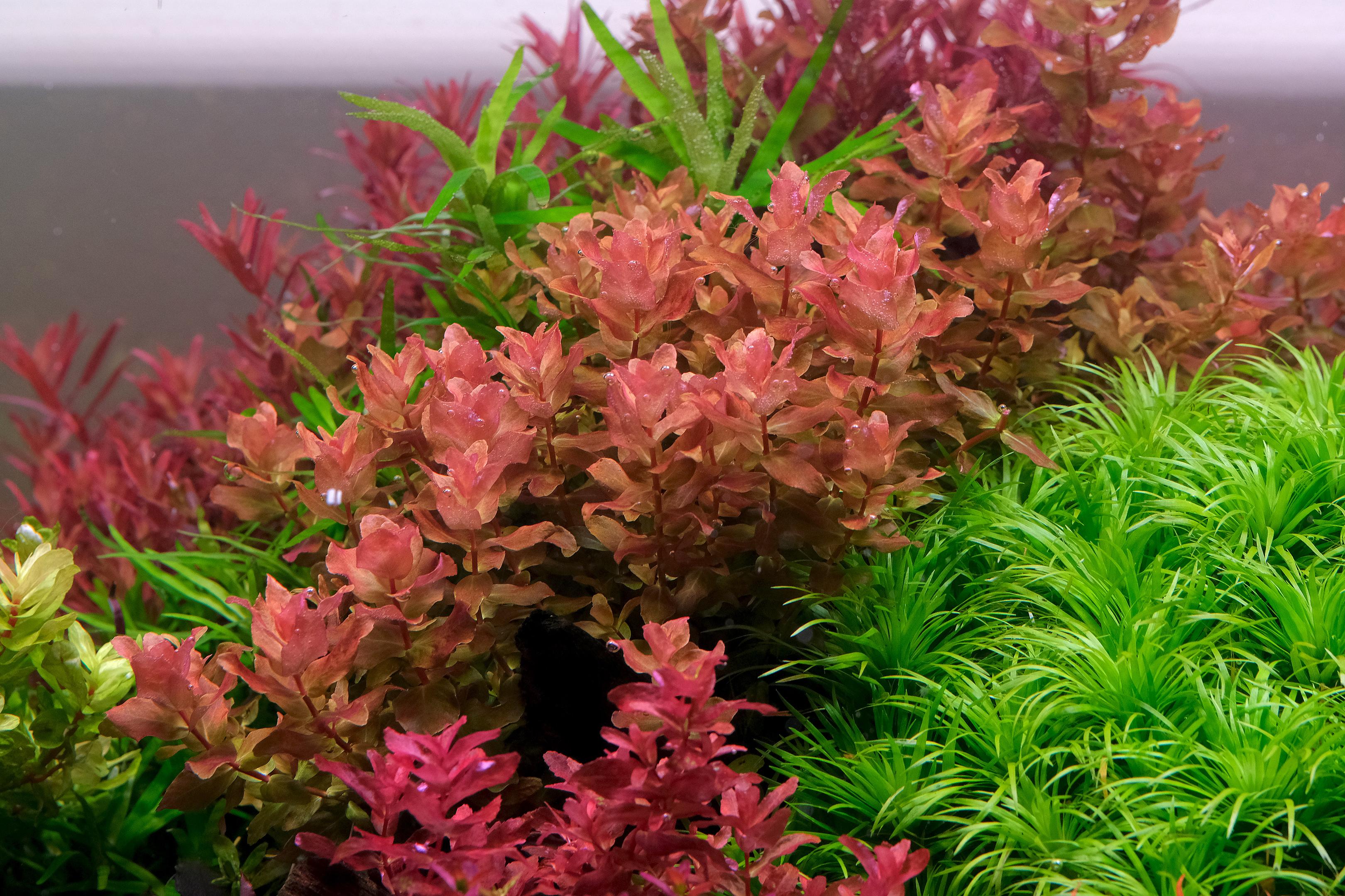 Rotala macrandra mini type IV 'red' in a planted aquarium