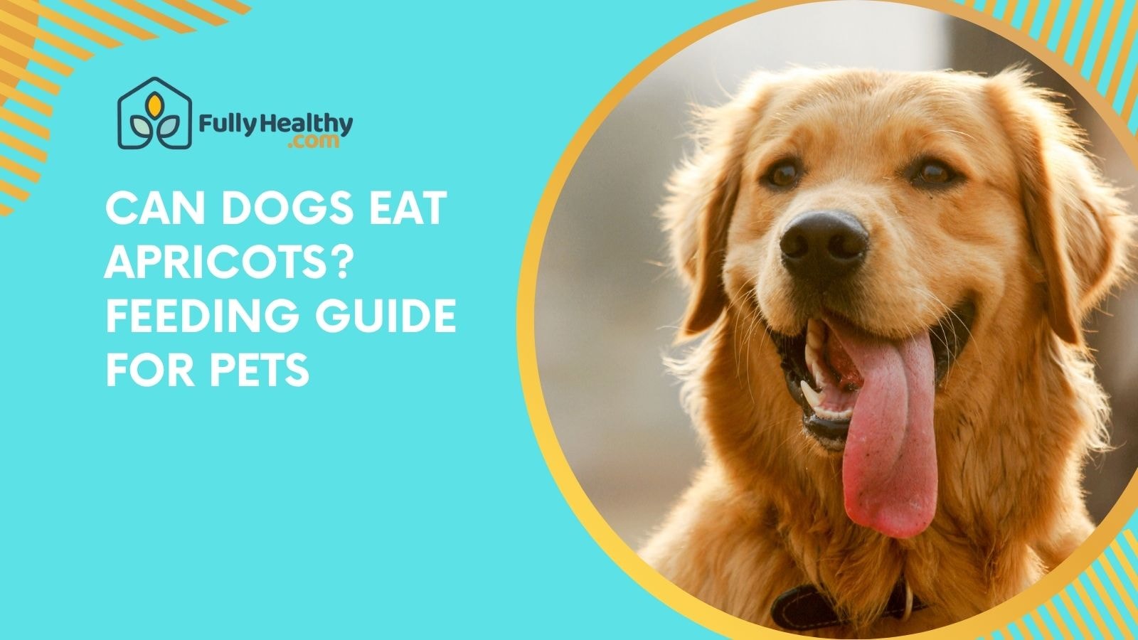Can Dogs Eat Apricots? Feeding Guide for Pets