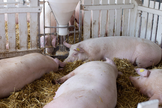 Pig nutrition focus on gut health improve the immune system and growth performance. 
