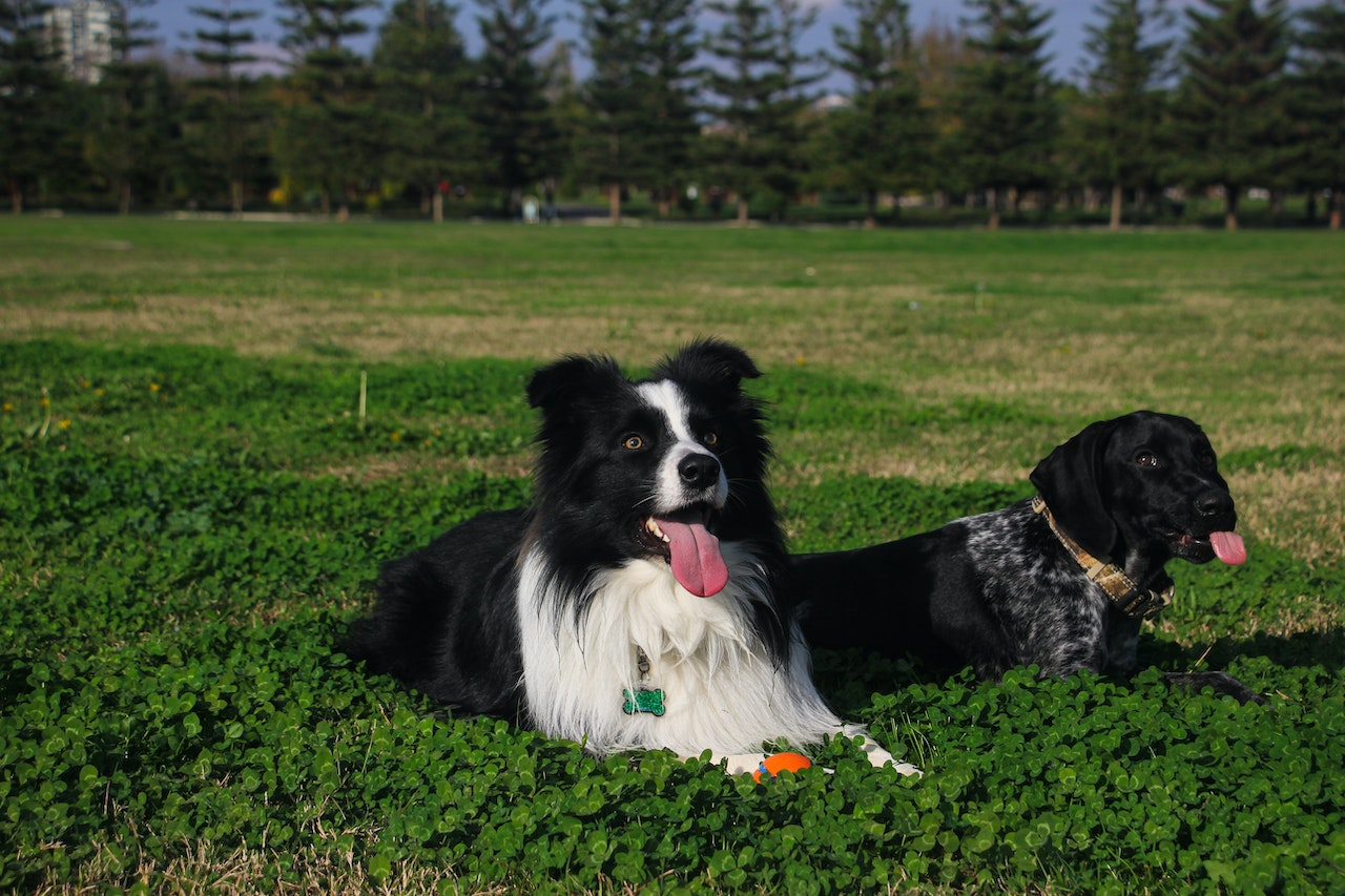 purebred dogs, border collie society