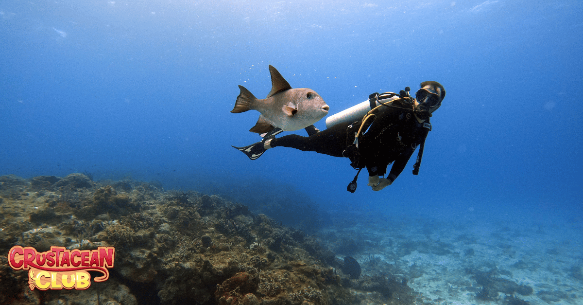 Learning where to look for Lobster