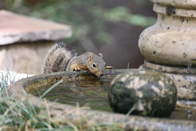 squirrel, rodent, drinking