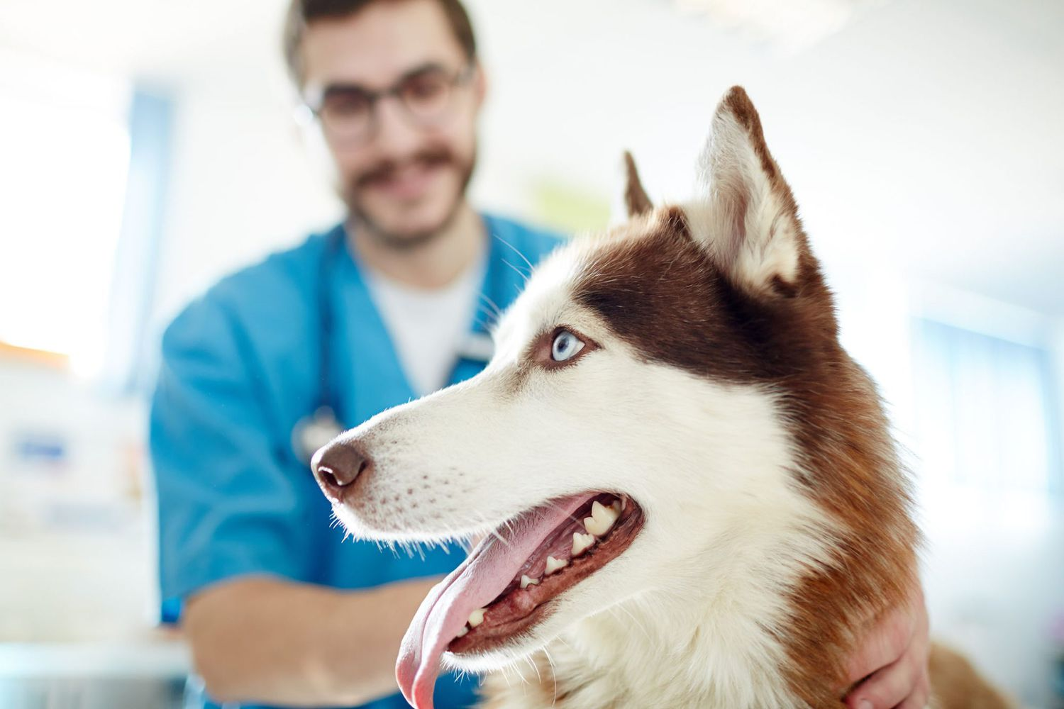 dog vet, health