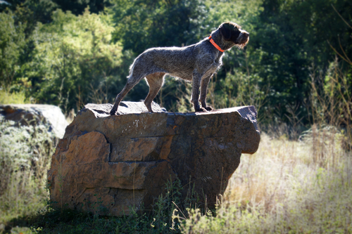 A Wirehaired Pointing Griffon standing on a rock ledge