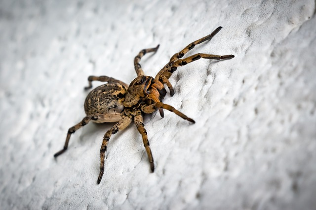 spider, entomology, phobia
