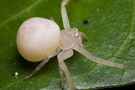 White Widow Spider Facts, Identifications, & Pictures