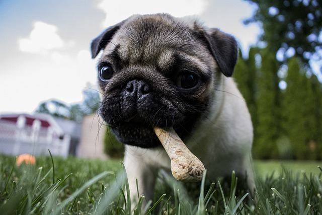 puppy, bone, dog