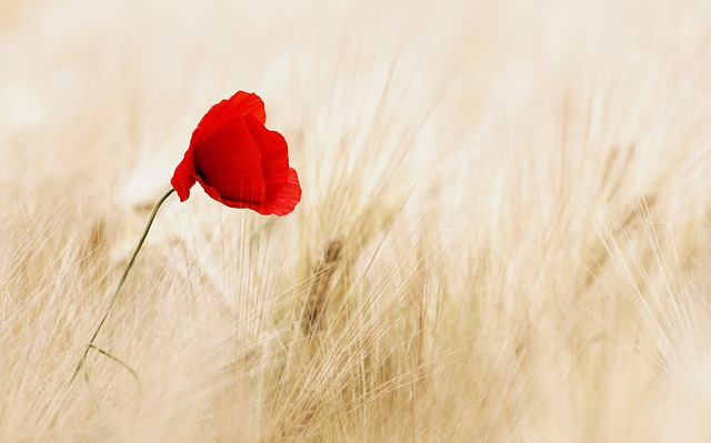 flower, poppy, field