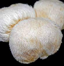 mane mushroom share review