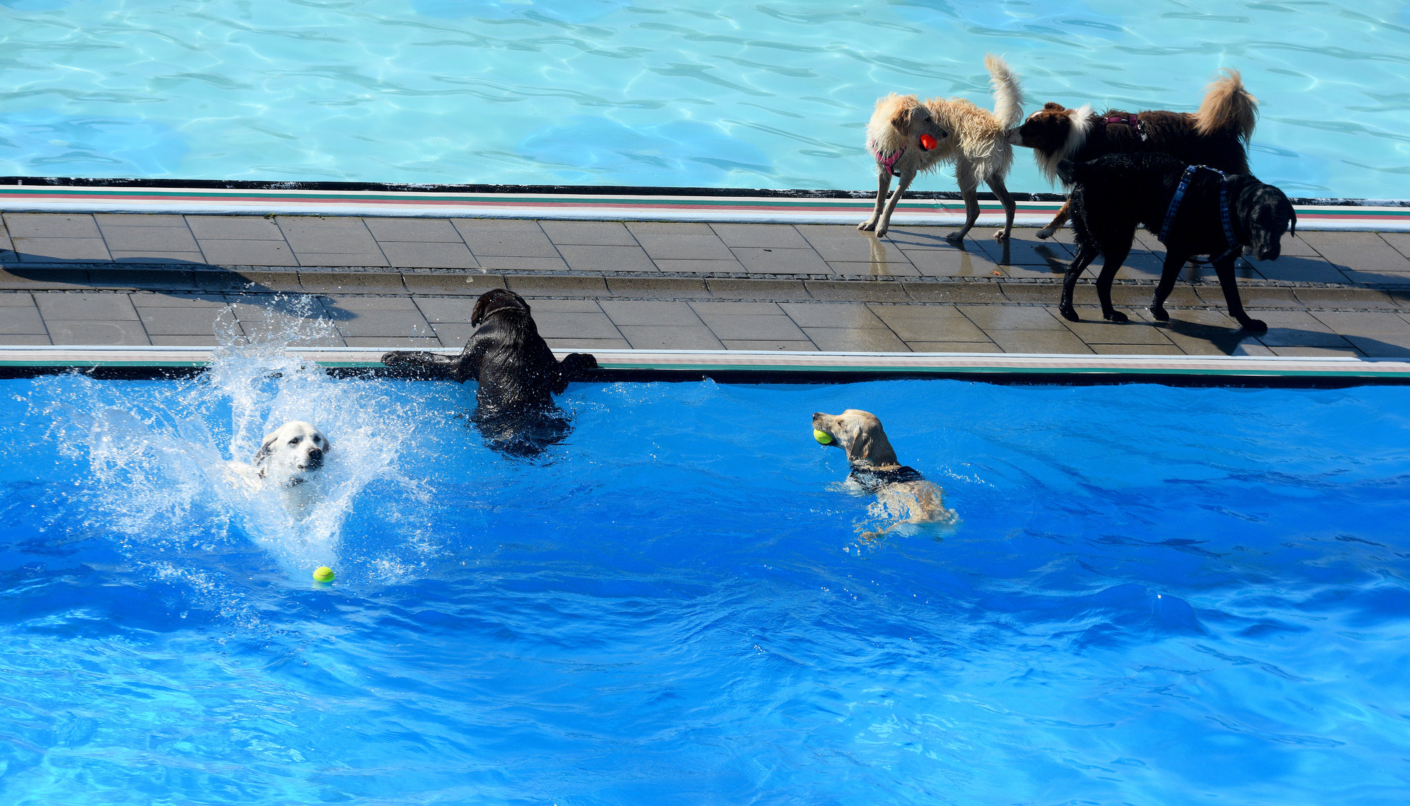 enjoy swimming, natural swimmer dogs, dogs swim