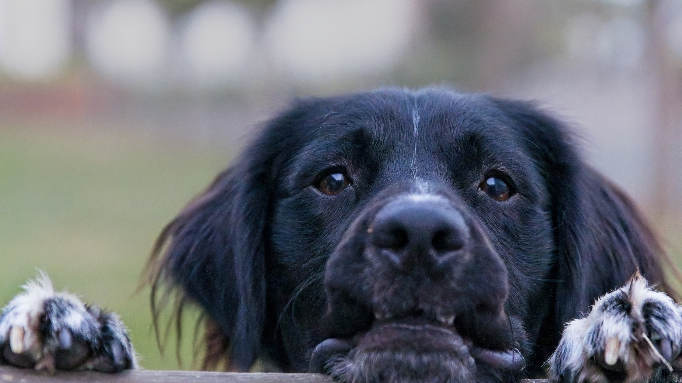 A cute Stabyhound resting his head on a fence